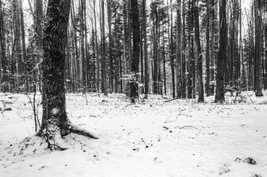 Kış ormanı manzarası, karla kaplı ağaçlar.