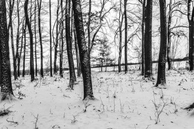 Karla kaplı ağaçlarla kaplı kış manzarası