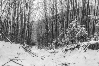 Karla kaplı ağaçları olan güzel bir manzara.