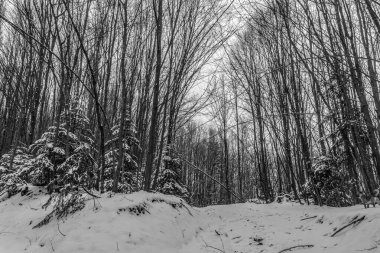 Ağaçların ve karların siyah beyaz fotoğrafı - kışın ormanla kaplı