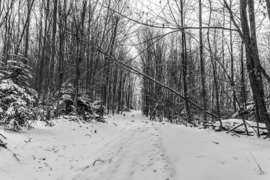 Kışın karlı bir orman Uzakta bir patika