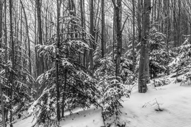 kar kış manzara orman kaplı