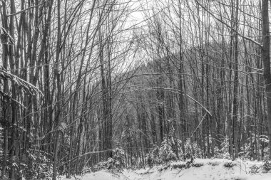 Karla kaplı güzel karlı orman - ağaçlar ve ağaçlar