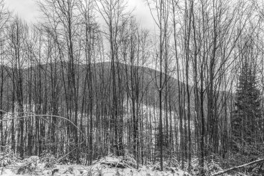 siyah ve beyaz kar - ormandaki ağaçlar.