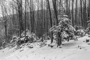 Kışın dağlardaki ağaçların güzel manzarası
