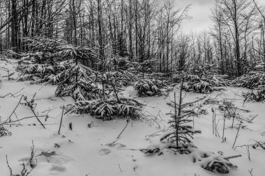Güzel karlı kış manzarası
