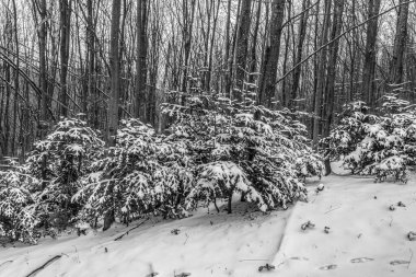 Karla kaplı ağaçlarla kaplı güzel kış manzarası