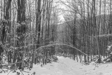 Karpatlar kış manzarası