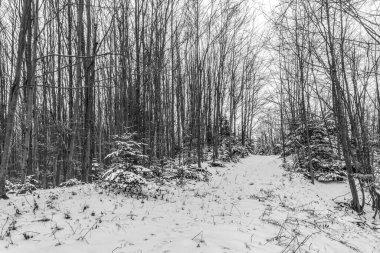 Orman, Karpatlar, Doğa Fotoğrafları - Avrupa, Doğu Avrupa, Romanya 