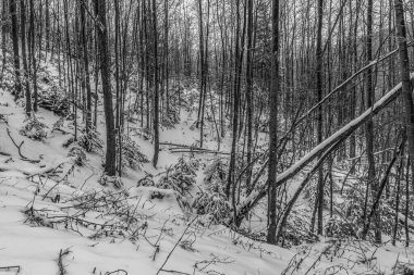 Karda güzel bir kış ormanı