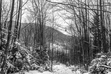 Dağlarda karlı bir orman