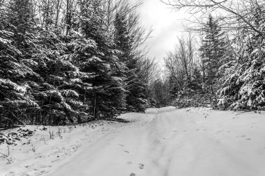 Karlı bir günde kış ormanı