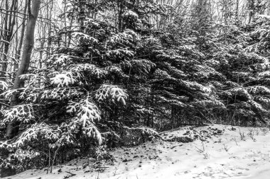Kış ormanında siyah beyaz kar