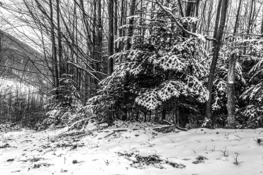 Kış aylarında karla kaplı ağaçlar ile orman