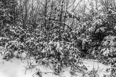 Dağlarda kış manzarası