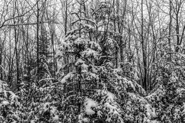 Kış manzarası. Kış ağaçları ve orman. siyah ve beyaz