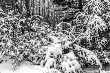karla kaplı ağaçlar ve orman