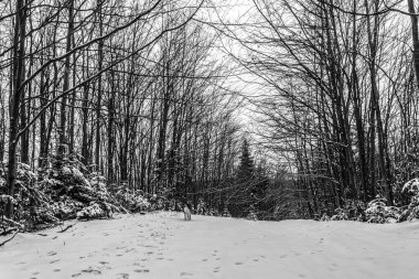Karla kaplı ağaçlarla kaplı kış manzarası
