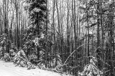 Karla kaplı ağaçlarla kaplı kış ormanı