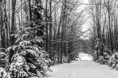 Ormanda kış, New York.