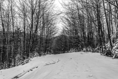 Kış ormanı karla kaplı