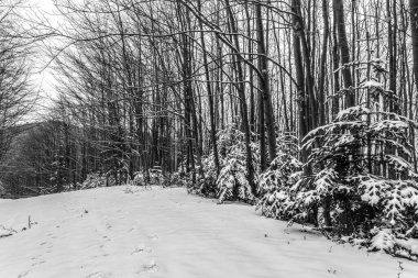 Kış orman manzarası. Kar altında uzun ağaçlar. Ocak ayının soğuk günü parkta.