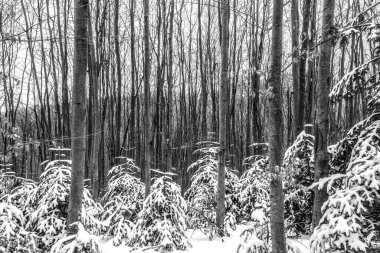 Ormanda çam ağaçları olan kış manzarası