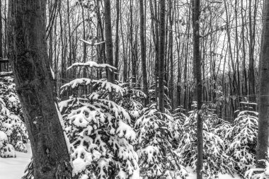 Karlı çam ağaçları ile kış manzarası