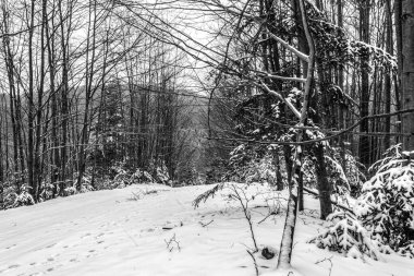 Karla kaplı ağaçlarla kaplı kış ormanı