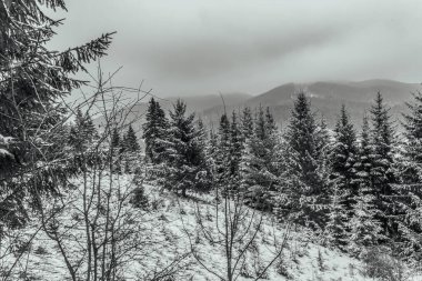 Karla kaplı ağaçlarla kaplı güzel kış manzarası
