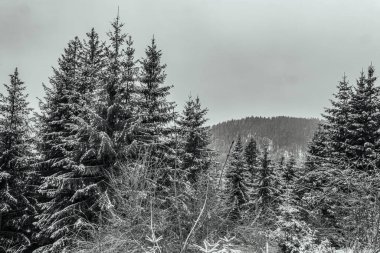 Karla kaplı ağaçlarla kaplı kış manzarası