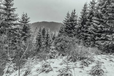 Kar ve köknar ağaçlarıyla kaplı kış manzarası