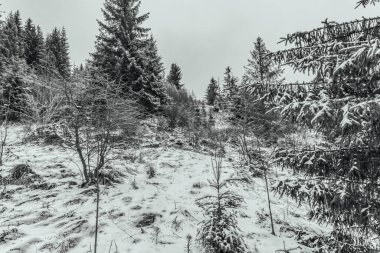 Karla kaplı ağaçlarla kaplı kış manzarası
