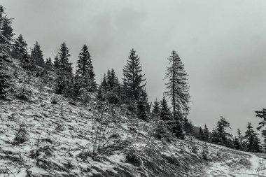Karla kaplı ağaçları olan güzel bir manzara.