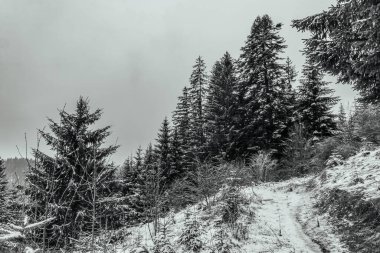 Karpat Dağları 'ndaki kış manzarası, Ukrayna