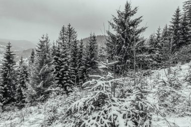 Karlı kış ormanı