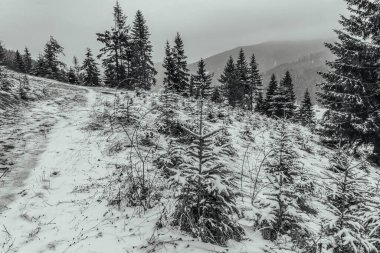 Kar ve ağaçlarla kaplı kış manzarası