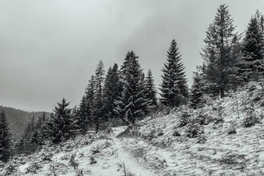 Orman, Karpatlar, Doğa Fotoğrafları - Avrupa, Doğu Avrupa, Romanya 