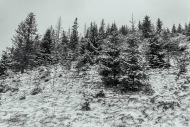 Karla kaplı ağaçlarla kaplı kış manzarası
