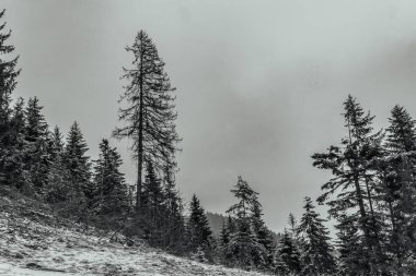 Karla kaplı ağaçlarla kaplı kış manzarası