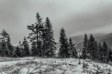 Taze karla kaplı ağaçlarla kaplı güzel kış manzarası