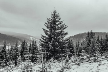 Karla kaplı ağaçlarla kaplı güzel kış manzarası