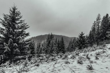 Karla kaplı bir ağacı olan güzel bir kış manzarası.
