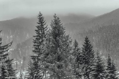 Dağlarda köknar ağaçları olan kış manzarası