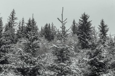 Kar - kışın karla kaplı ladin ormanı