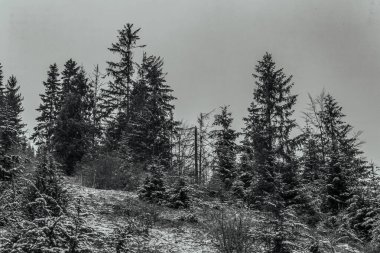 güneşli bir gün ormanda kış