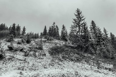 Ağaçlarla kaplı karlı güzel bir kış manzarası.