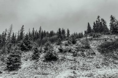 Karpatlar, Ukrayna ve Avrupa 'da kar ve ağaçlarla kaplı kış manzarası.