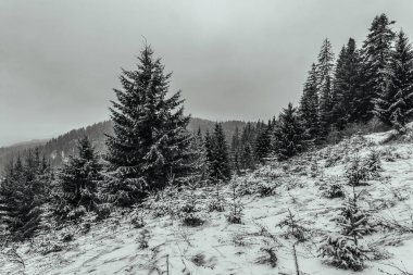 Karla kaplı ağaçlarla kaplı kış manzarası