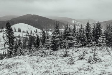 Ukrayna Karpatlarının kış manzarası